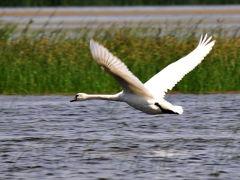 Kuğu » Mute Swan » Cygnus olor