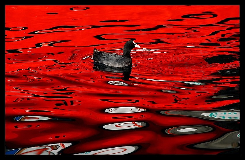 Sakarmeke » Eurasian Coot » Fulica atra