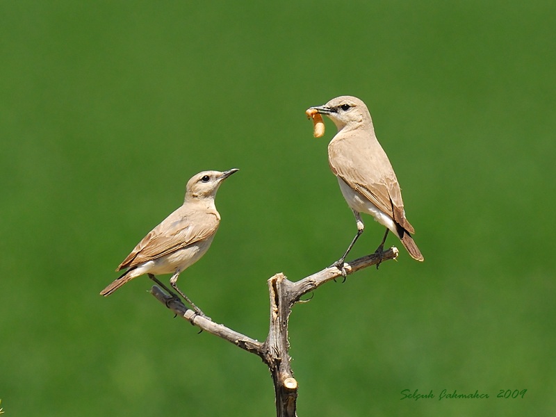 Boz kuyrukkakan » Isabelline Wheatear » Oenanthe isabellina