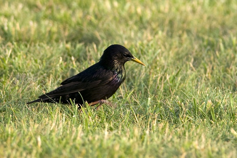 Sığırcık » Common Starling » Sturnus vulgaris