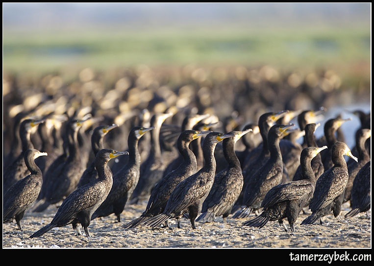 Karabatak » Great Cormorant » Phalacrocorax carbo