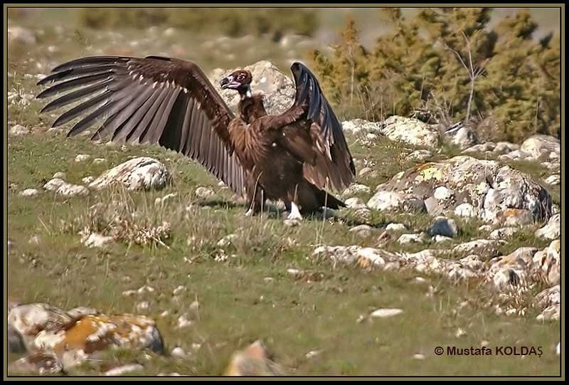 Kara akbaba » Cinereous Vulture » Aegypius monachus
