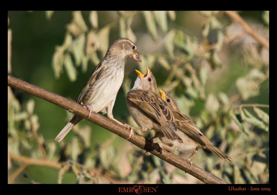 Serçe » House Sparrow » Passer domesticus