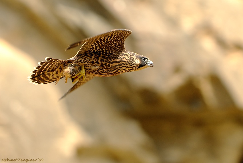 Gök doğan » Peregrine Falcon » Falco peregrinus