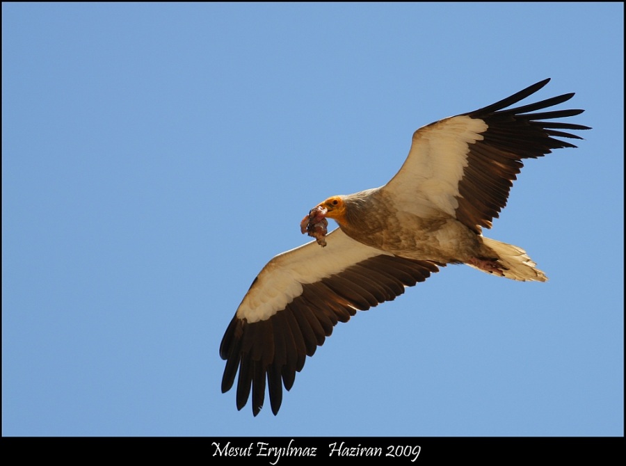 Küçük akbaba » Egyptian Vulture » Neophron percnopterus