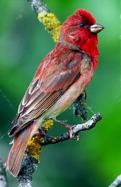 Çütre » Common Rosefinch » Carpodacus erythrinus