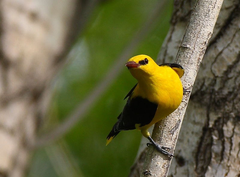 Sarıasma » Eurasian Golden Oriole » Oriolus oriolus