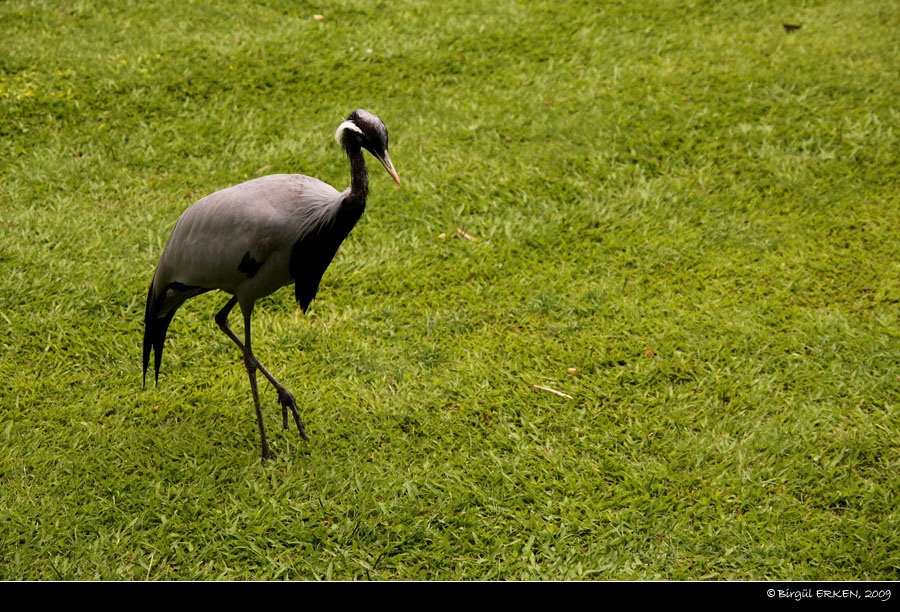 Telli turna » Demoiselle Crane » Grus virgo