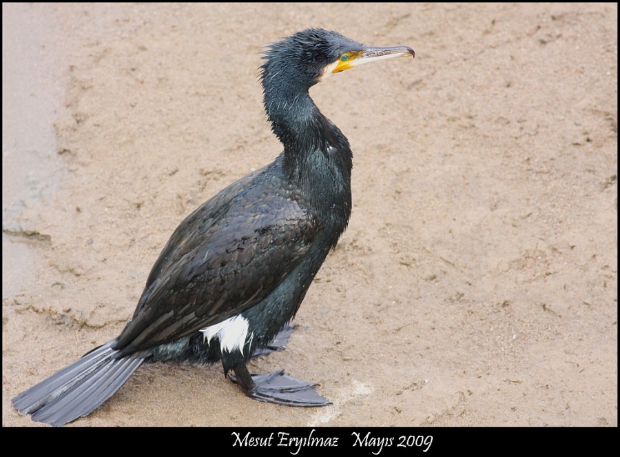 Karabatak » Great Cormorant » Phalacrocorax carbo