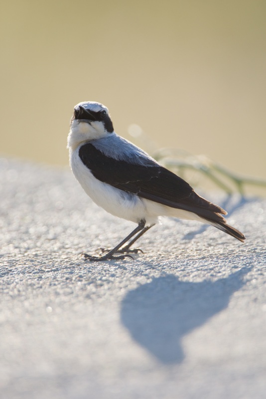 Kuyrukkakan » Northern Wheatear » Oenanthe oenanthe