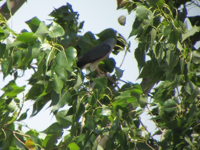 Yaz atmacası » Levant Sparrowhawk » Tachyspiza brevipes