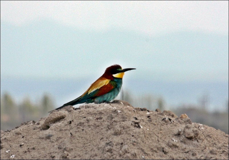 Arıkuşu » European Bee-eater » Merops apiaster