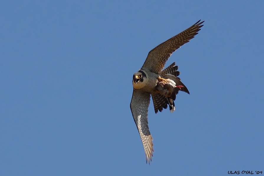 Gök doğan » Peregrine Falcon » Falco peregrinus