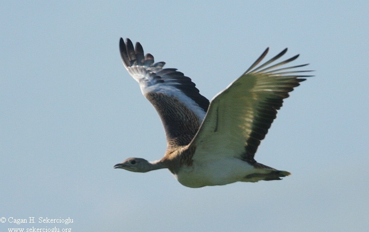 Toy » Great Bustard » Otis tarda