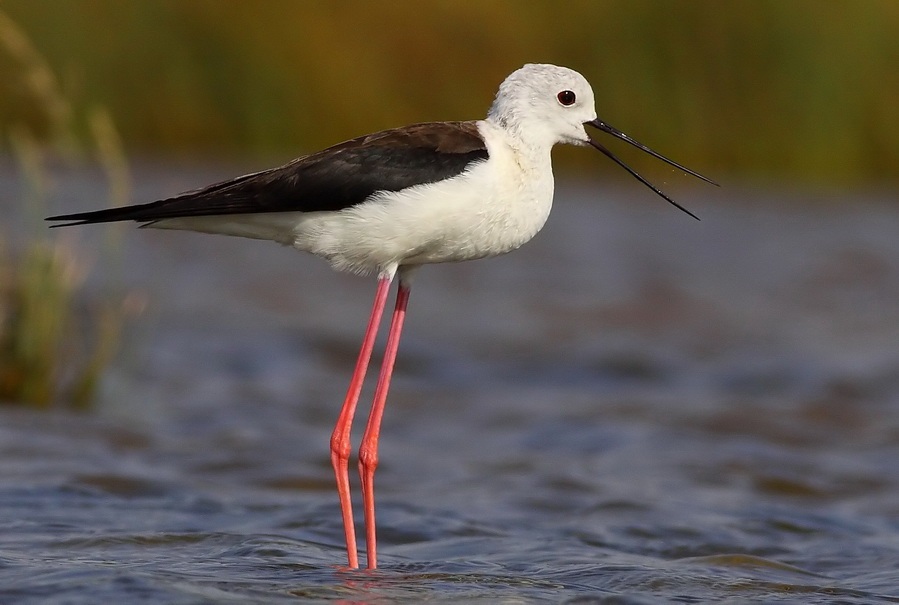 Uzunbacak » Black-winged Stilt » Himantopus himantopus