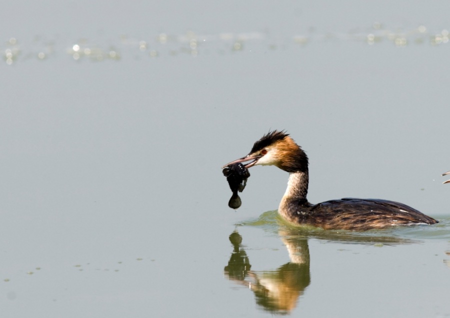 Bahri » Great Crested Grebe » Podiceps cristatus