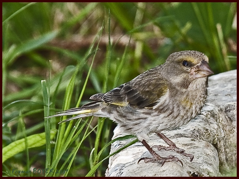 Florya » European Greenfinch » Chloris chloris