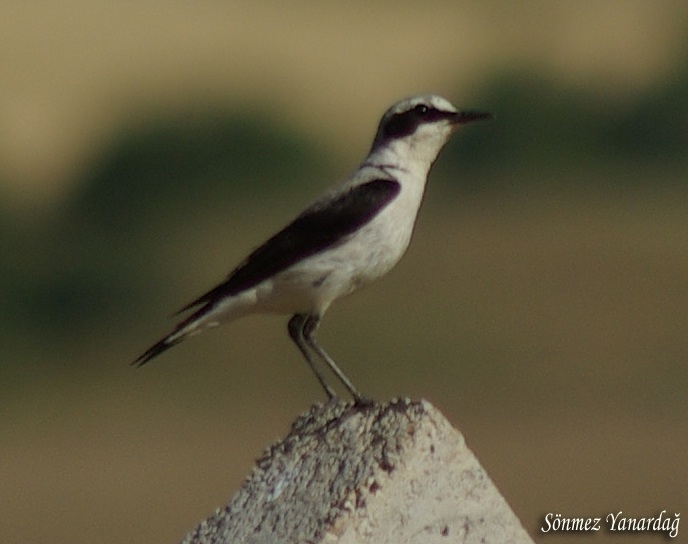 Kuyrukkakan » Northern Wheatear » Oenanthe oenanthe