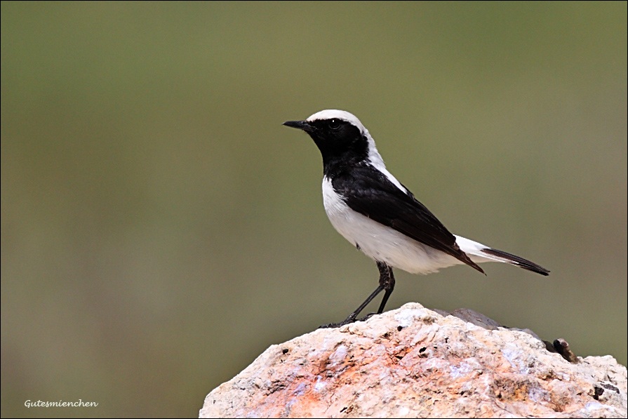 Aksırtlı kuyrukkakan » Finsch`s Wheatear » Oenanthe finschii