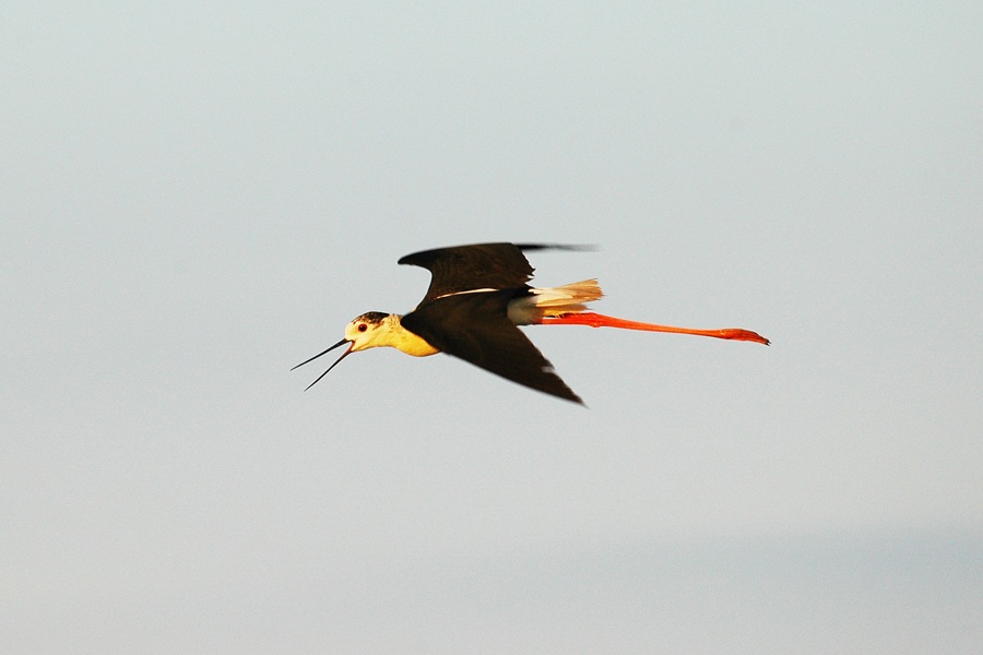 Uzunbacak » Black-winged Stilt » Himantopus himantopus