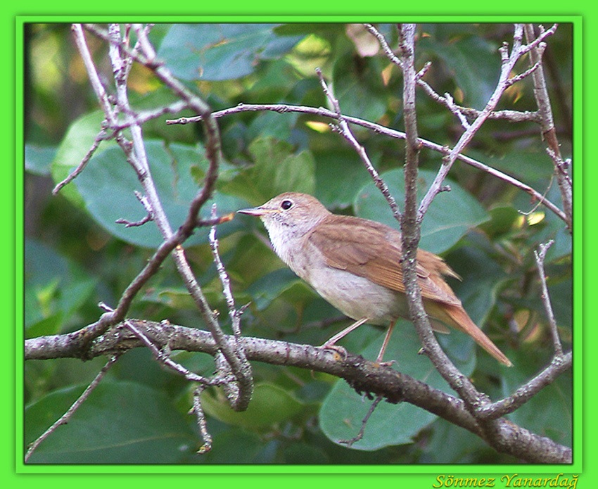 Bülbül » Common Nightingale » Luscinia megarhynchos