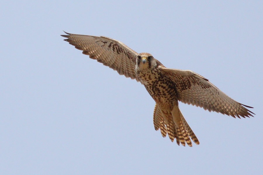 Ulu doğan » Saker Falcon » Falco cherrug