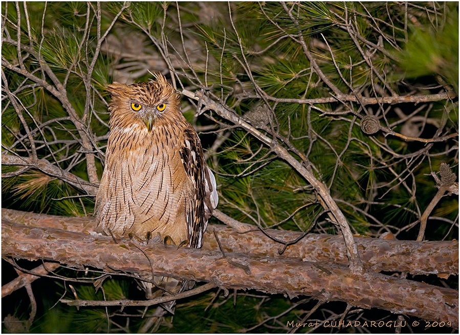 Balık baykuşu » Brown Fish Owl » Ketupa zeylonensis