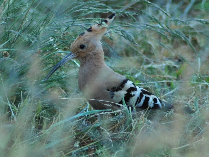 İbibik » Eurasian Hoopoe » Upupa epops
