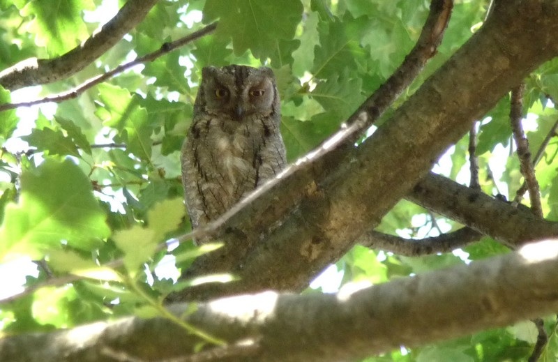 İshakkuşu » Eurasian Scops Owl » Otus scops