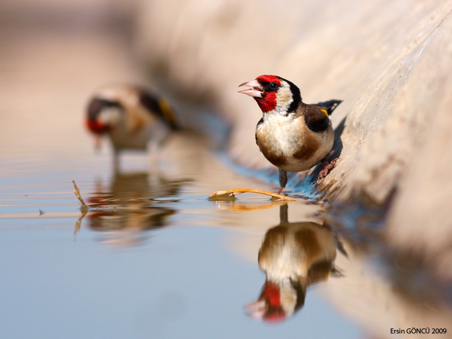 Saka » European Goldfinch » Carduelis carduelis