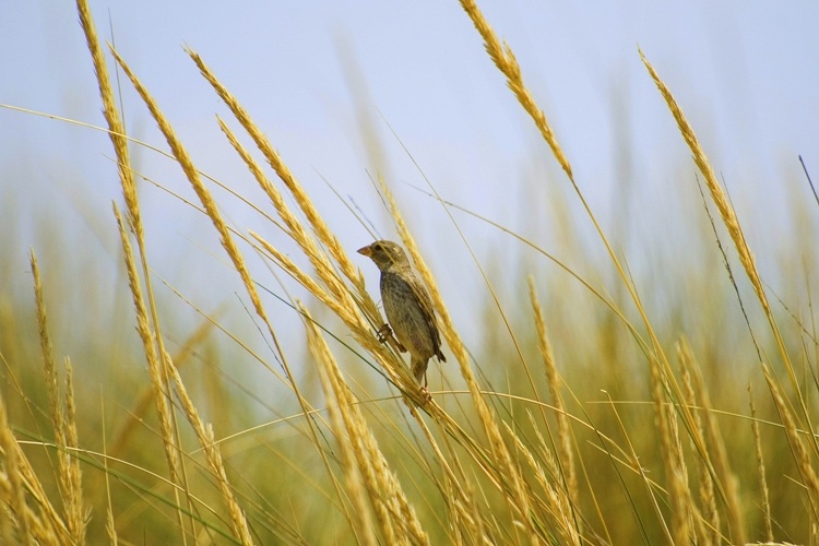 Söğüt serçesi » Spanish Sparrow » Passer hispaniolensis