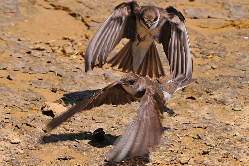 Kum kırlangıcı » Sand Martin » Riparia riparia