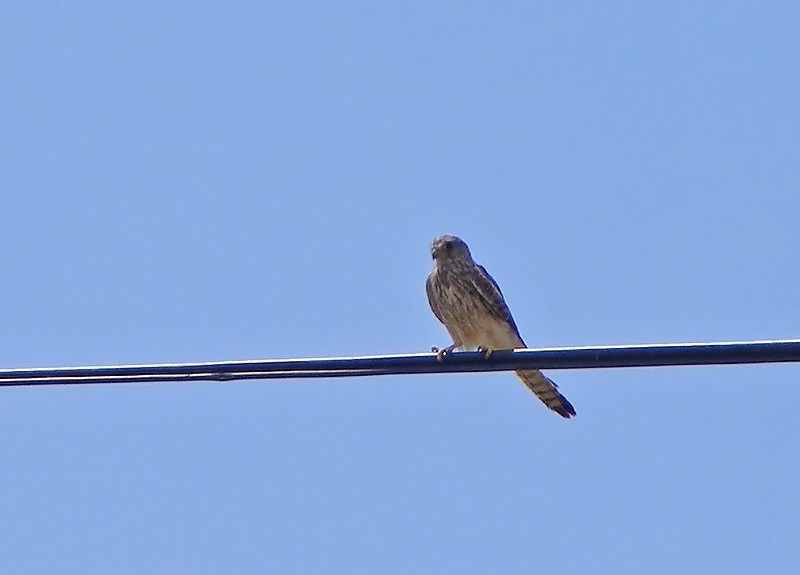 Kerkenez » Common Kestrel » Falco tinnunculus