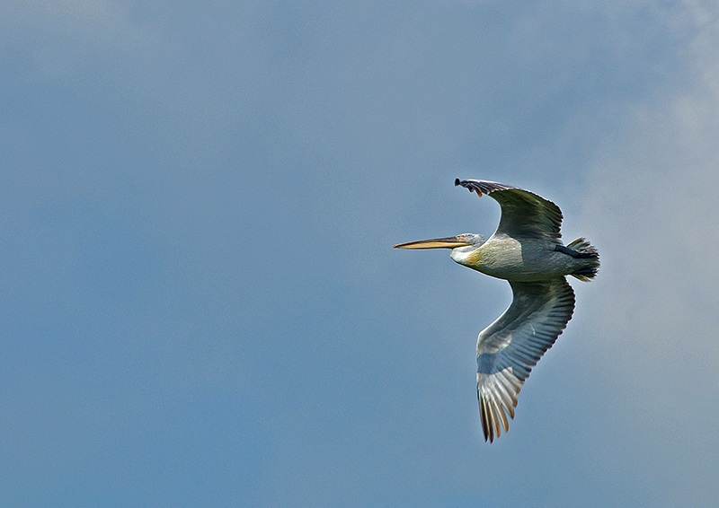 Tepeli pelikan » Dalmatian Pelican » Pelecanus crispus