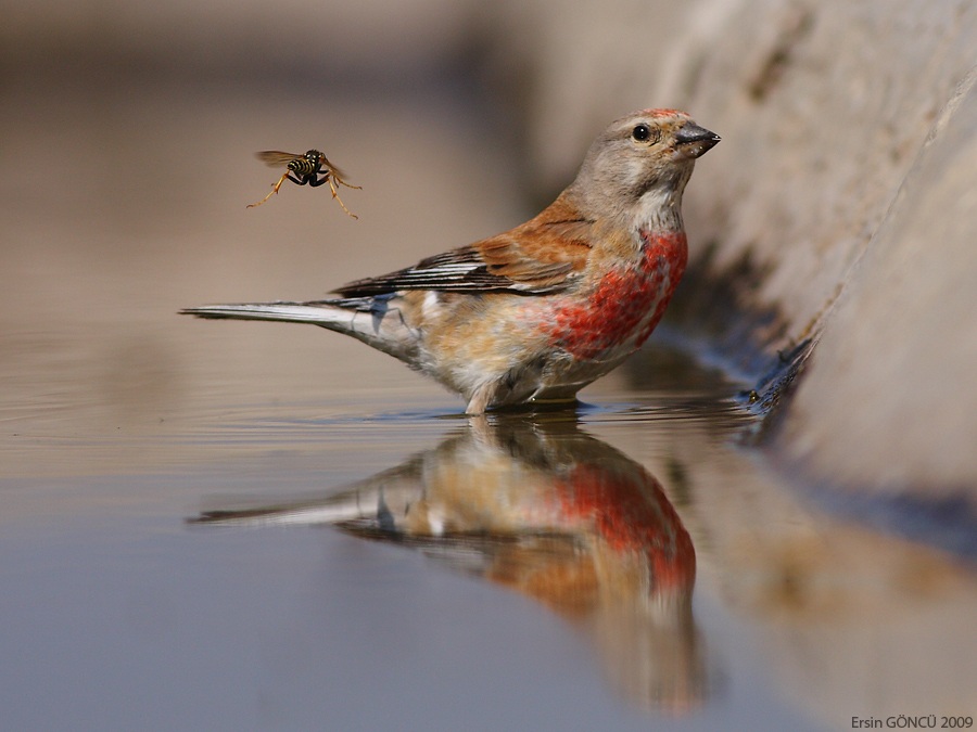 Ketenkuşu » Common Linnet » Linaria cannabina