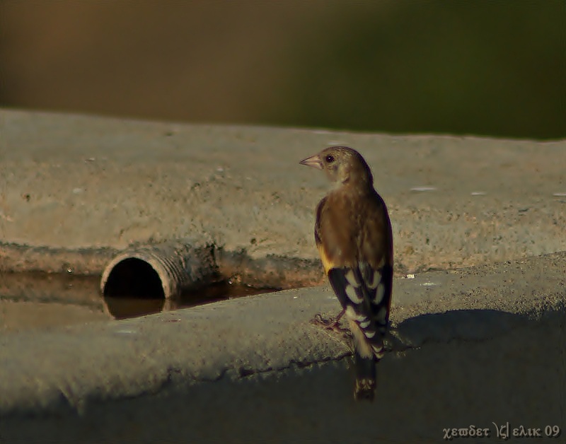 Saka » European Goldfinch » Carduelis carduelis