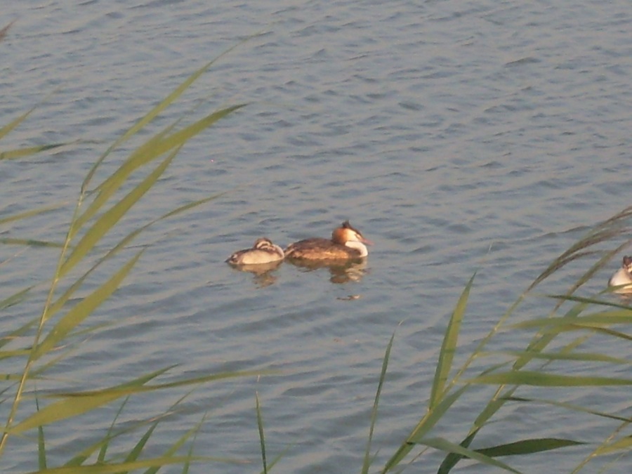 Bahri » Great Crested Grebe » Podiceps cristatus