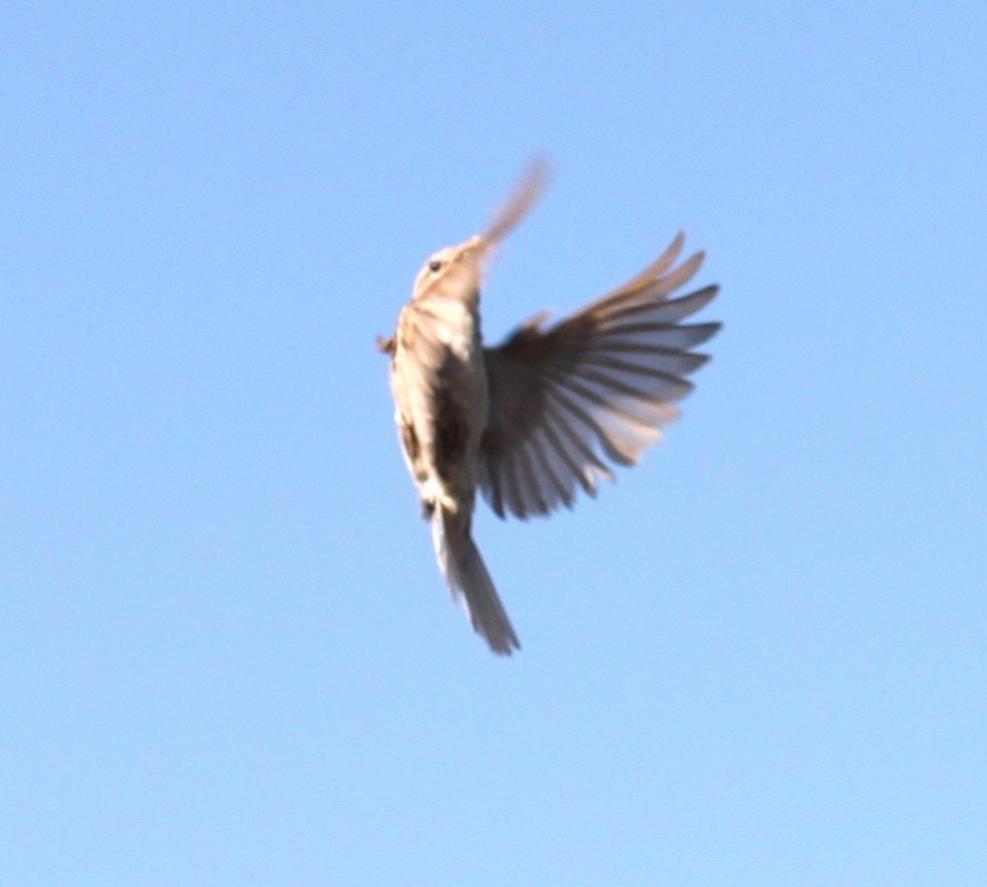 Serçe » House Sparrow » Passer domesticus