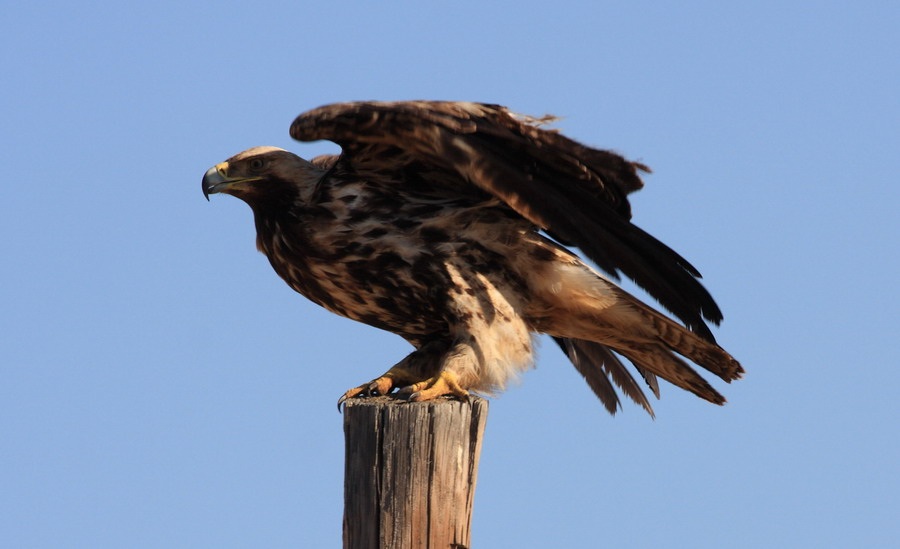 Şah kartal » Eastern Imperial Eagle » Aquila heliaca