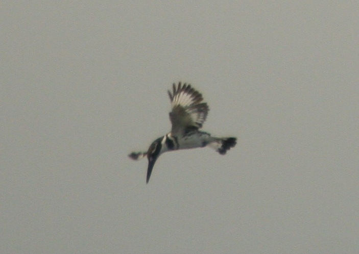 Alaca yalıçapkını » Pied Kingfisher » Ceryle rudis