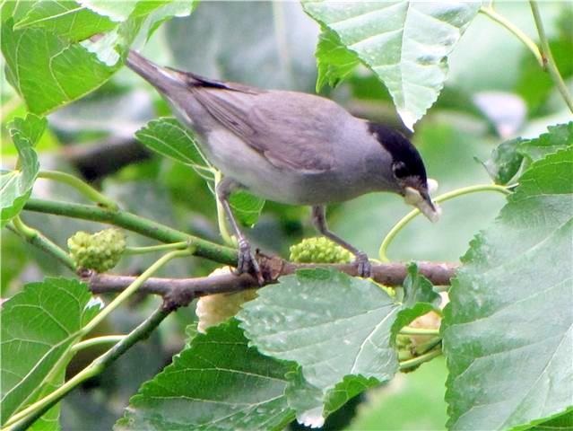 Karabaşlı ötleğen » Eurasian Blackcap » Sylvia atricapilla