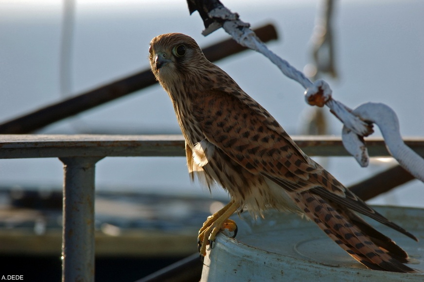 Kerkenez » Common Kestrel » Falco tinnunculus