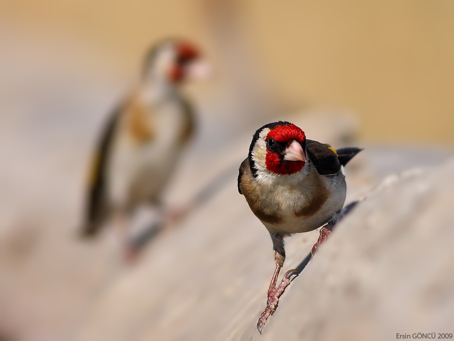 Saka » European Goldfinch » Carduelis carduelis
