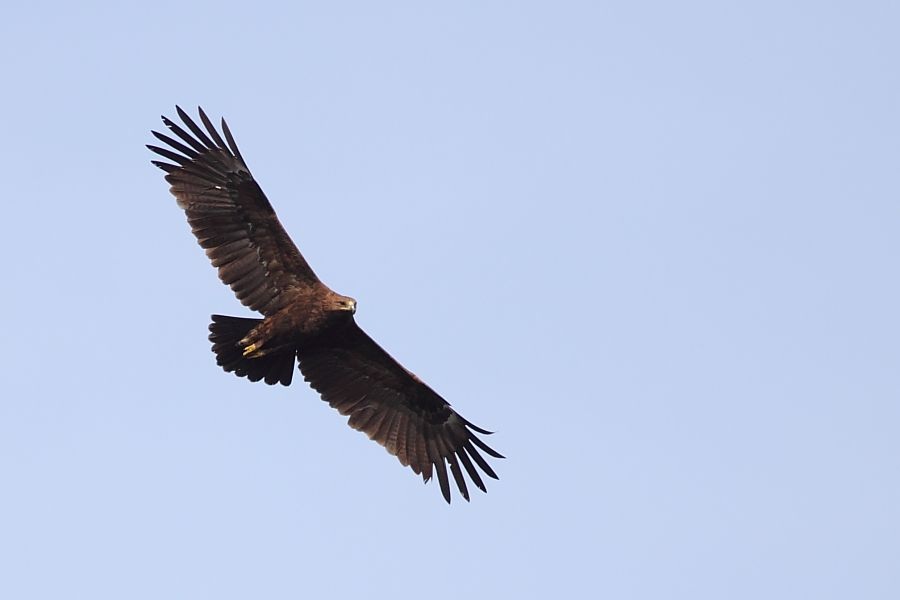 Büyük orman kartalı » Greater Spotted Eagle » Clanga clanga