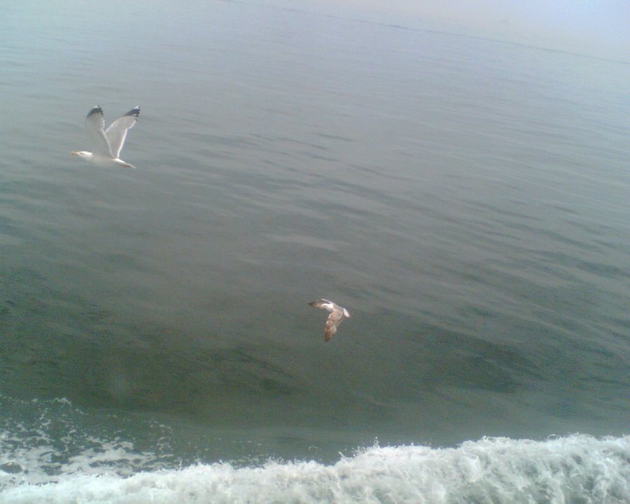 Gümüş martı » Yellow-legged Gull » Larus michahellis
