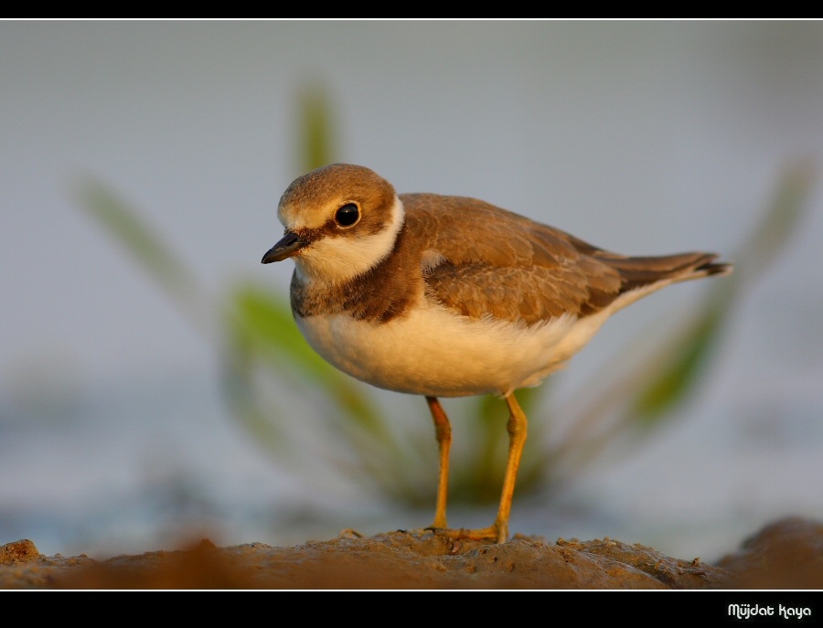 Halkalı Küçük Cılıbıt » Little Ringed Plover » Thinornis dubius
