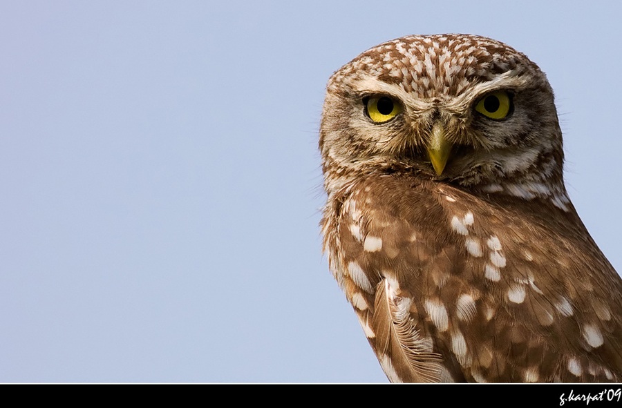 Kukumav » Little Owl » Athene noctua