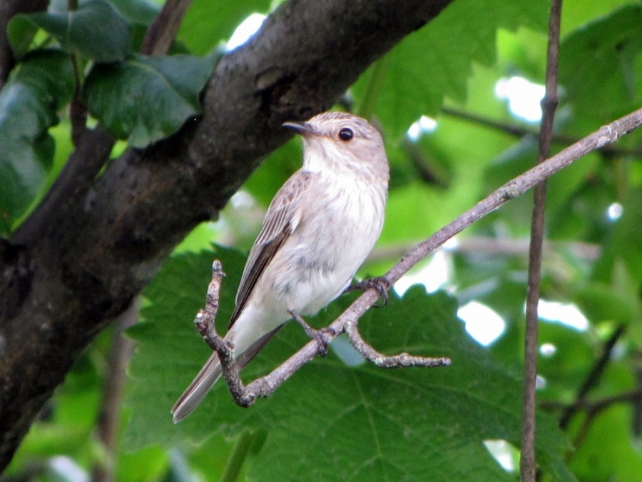 Benekli sinekkapan » Spotted Flycatcher » Muscicapa striata