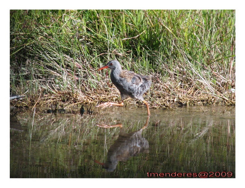 Sukılavuzu » Water Rail » Rallus aquaticus