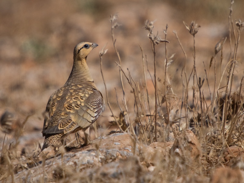 Kılkuyruk bağırtlak » Pin-tailed Sandgrouse » Pterocles alchata